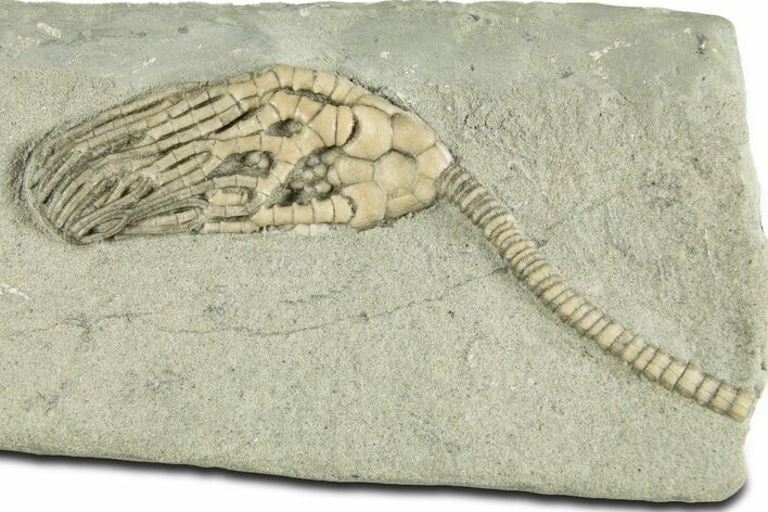 Fossil Crinoid (Cyathocrinites) - Crawfordsville, Indiana #344766